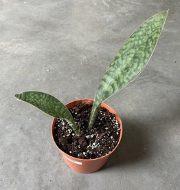 Snake Plant Whale Fin - Sansevieria Masonia 6 inch