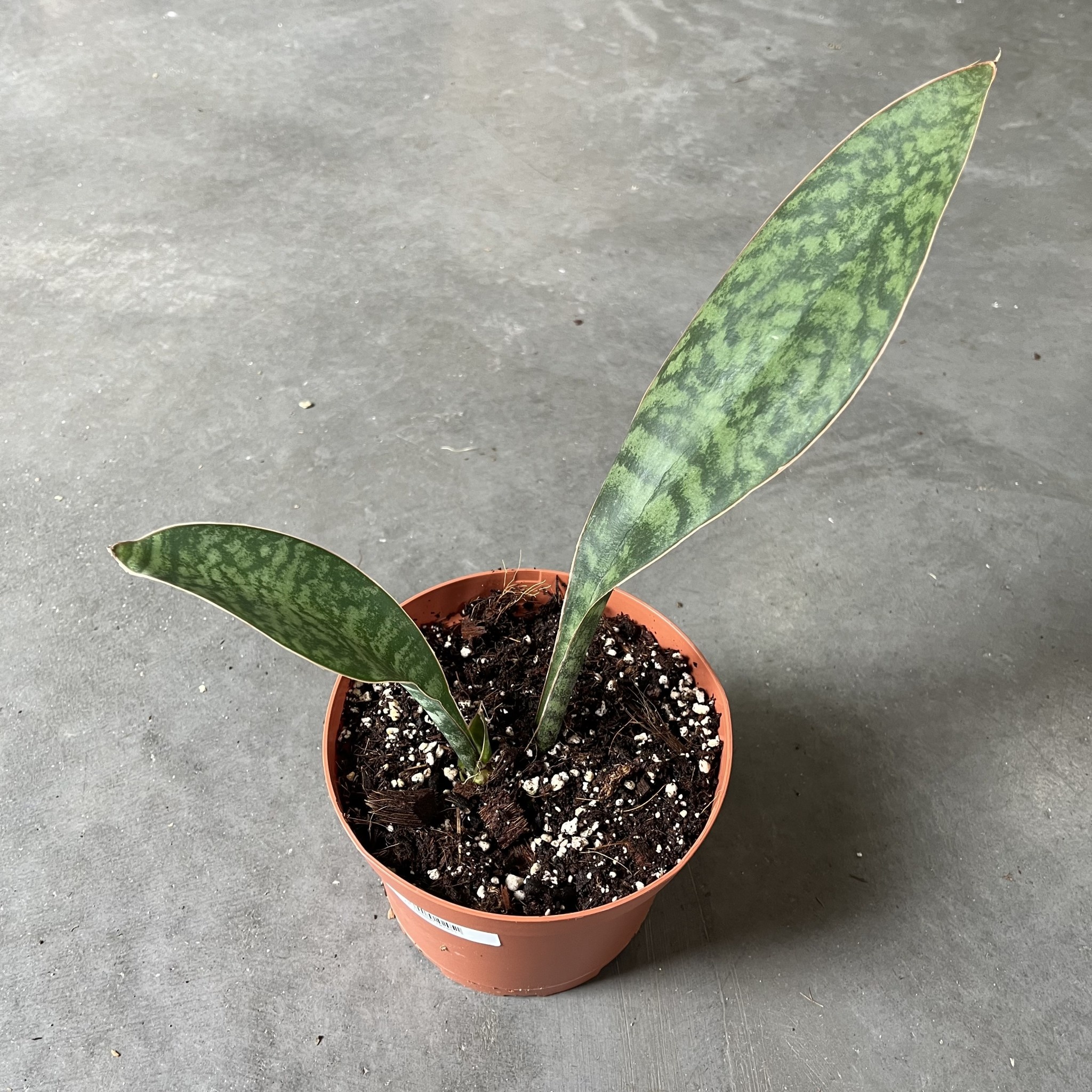 Snake Plant Whale Fin - Sansevieria Masonia 6 inch - Deluxe Garden Centre &  Landscape Supply