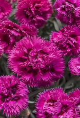 Proven Winners Dianthus Fruit Punch Spiked 1 gal