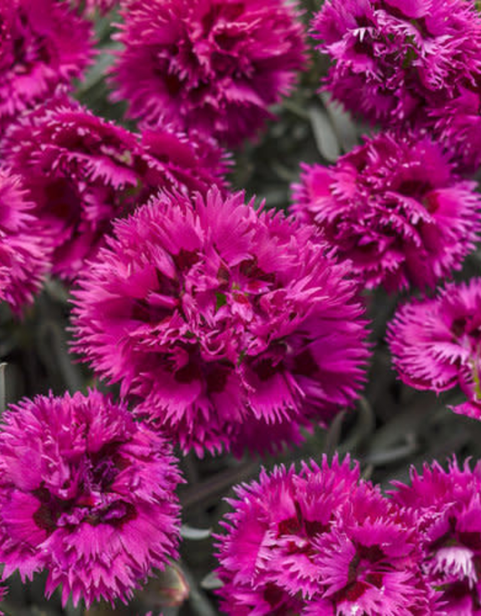 Proven Winners Dianthus Fruit Punch Spiked 1 gal