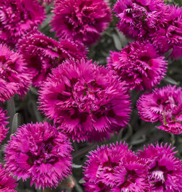 Proven Winners Dianthus Fruit Punch Spiked 1 gal