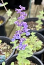 Catmint - Nepeta - Walkers Low 1 Gal