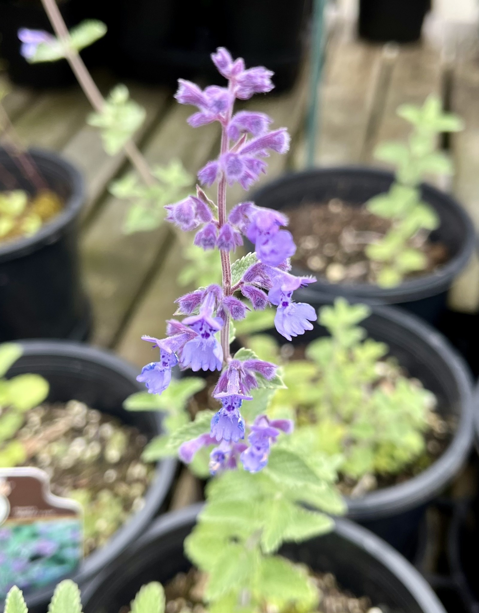 Catmint - Nepeta - Walkers Low 1gal