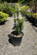 Plum Yew Japanese - Fastigatia 2 gal