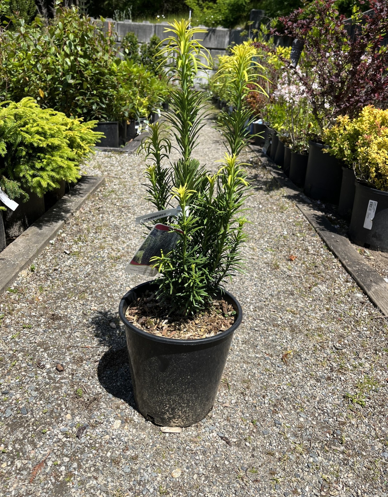 Plum Yew Japanese - Fastigatia 2 gal
