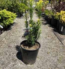 Plum Yew Japanese - Fastigatia 2 gal