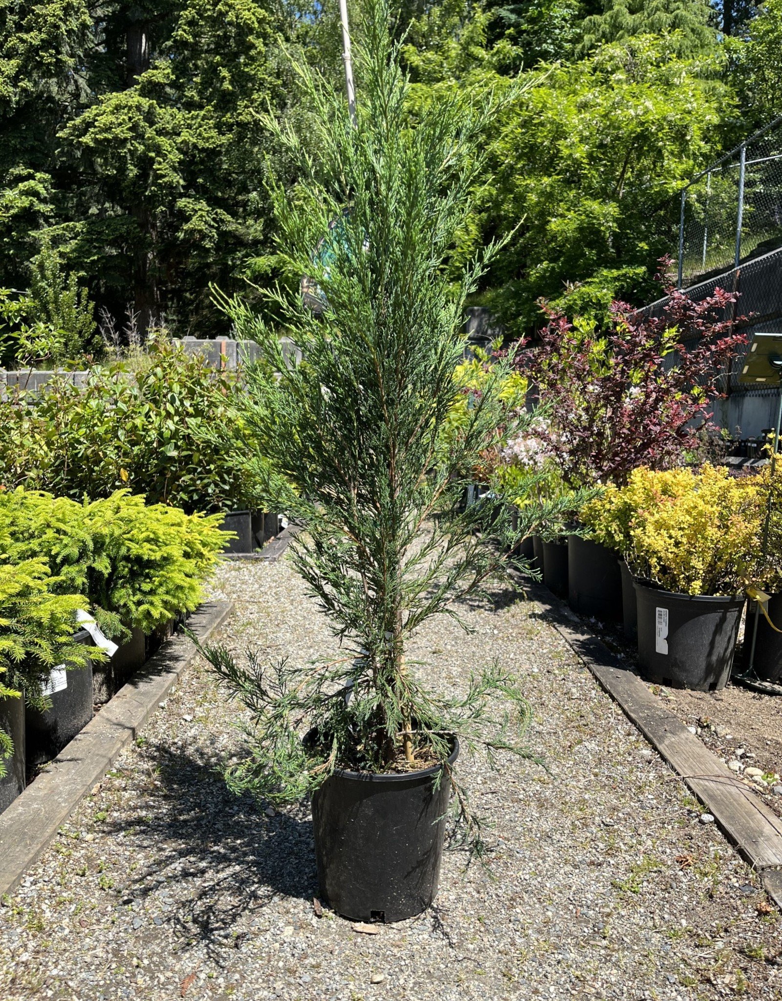 Sky Rocket Blue Juniper Tree