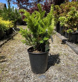 Yew Densiformis - Taxus x Media 1 gal