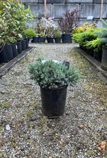 Juniper Blue Star