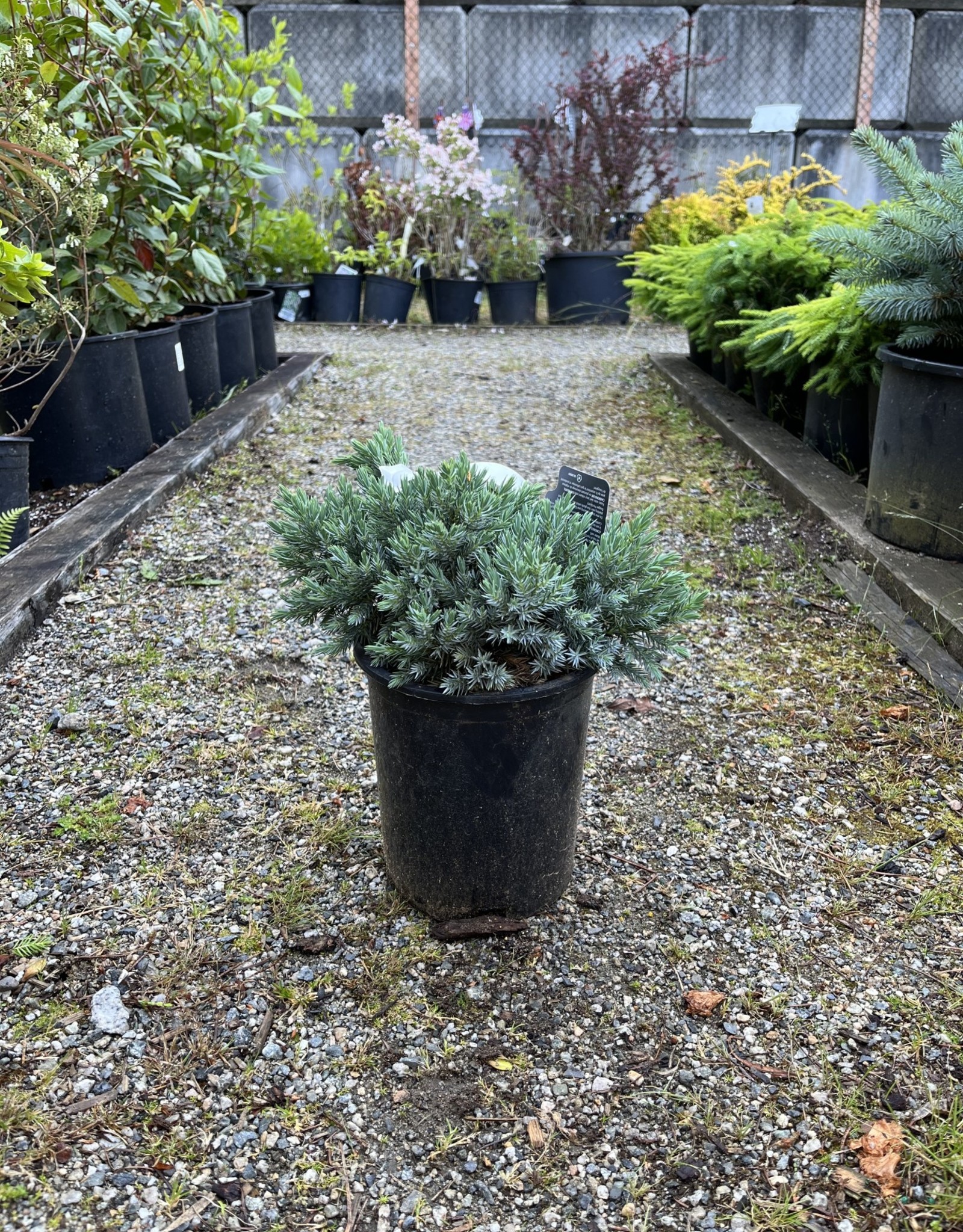 Juniper Blue Star