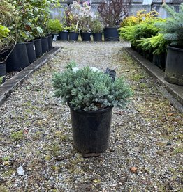 Juniper Blue Star