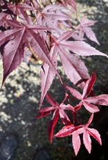 Acer palmatum Emperor One - Japanese Maple