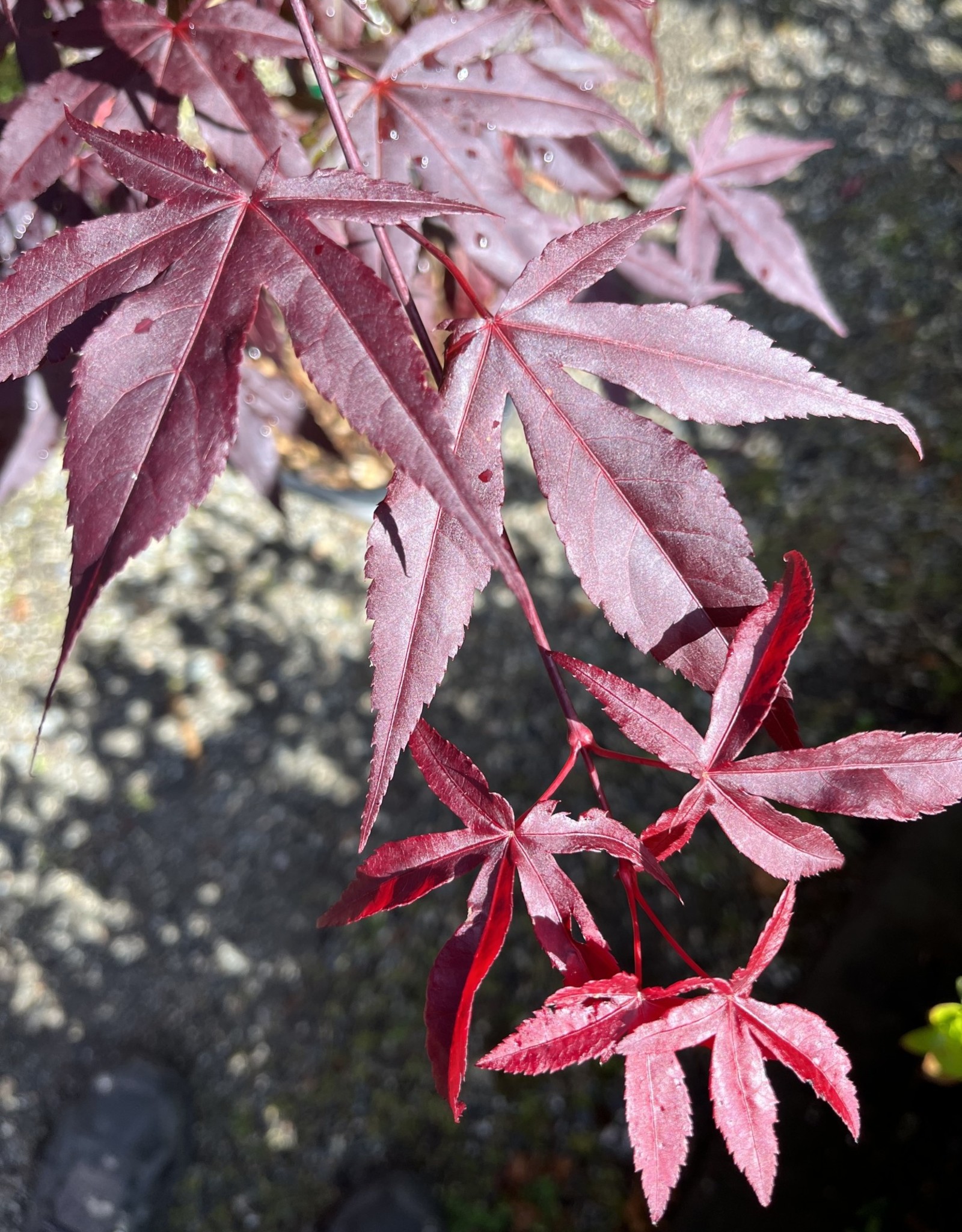 Acer palmatum Emperor One - Japanese Maple