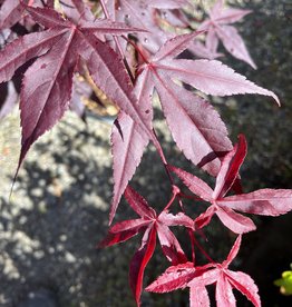 Acer palmatum Emperor One - Japanese Maple
