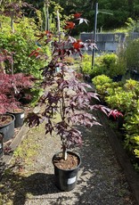 Acer palmatum Emperor One - Japanese Maple