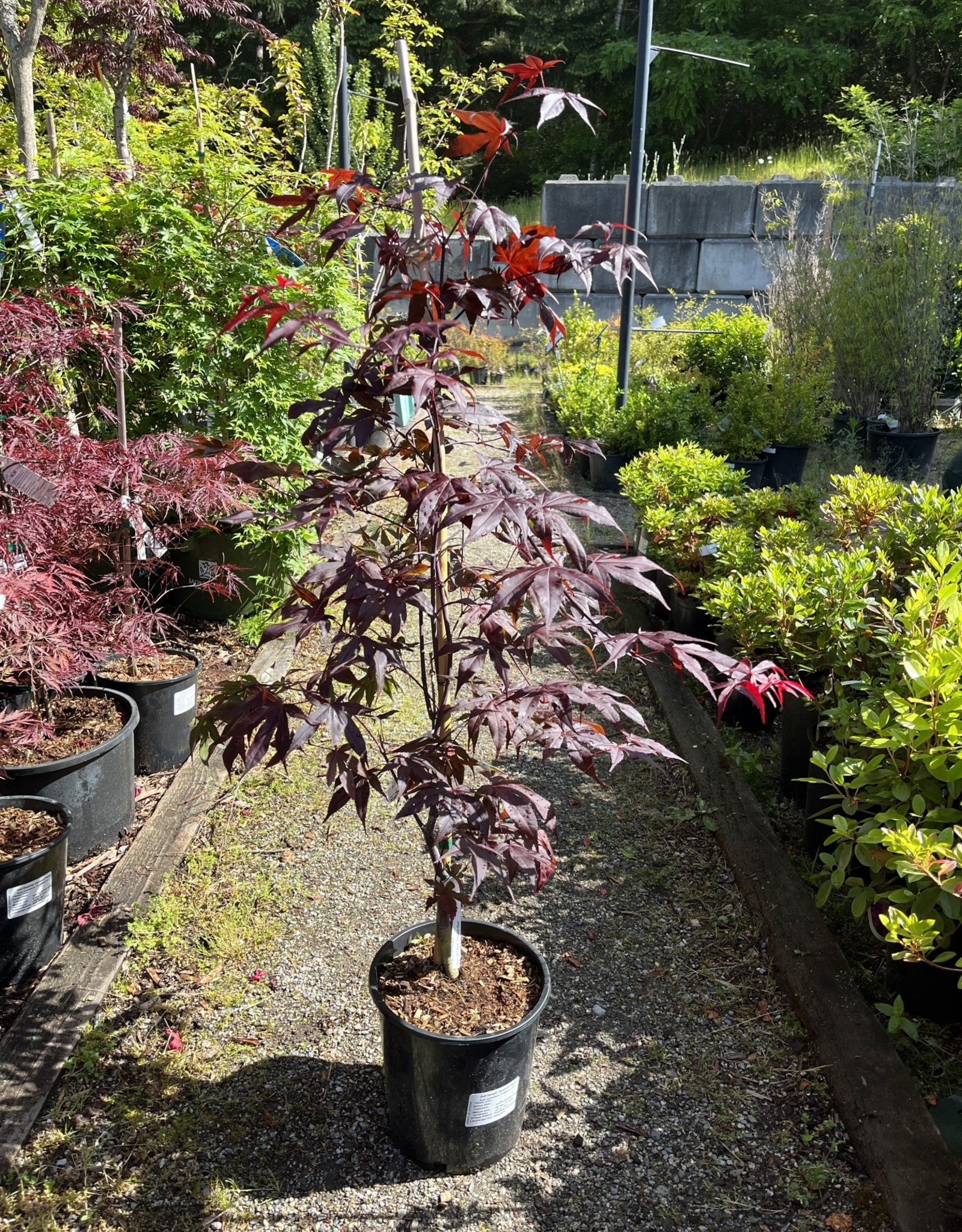 Acer palmatum Emperor One - Japanese Maple