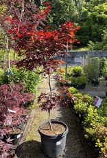 Acer palmatum Emperor One - Japanese Maple