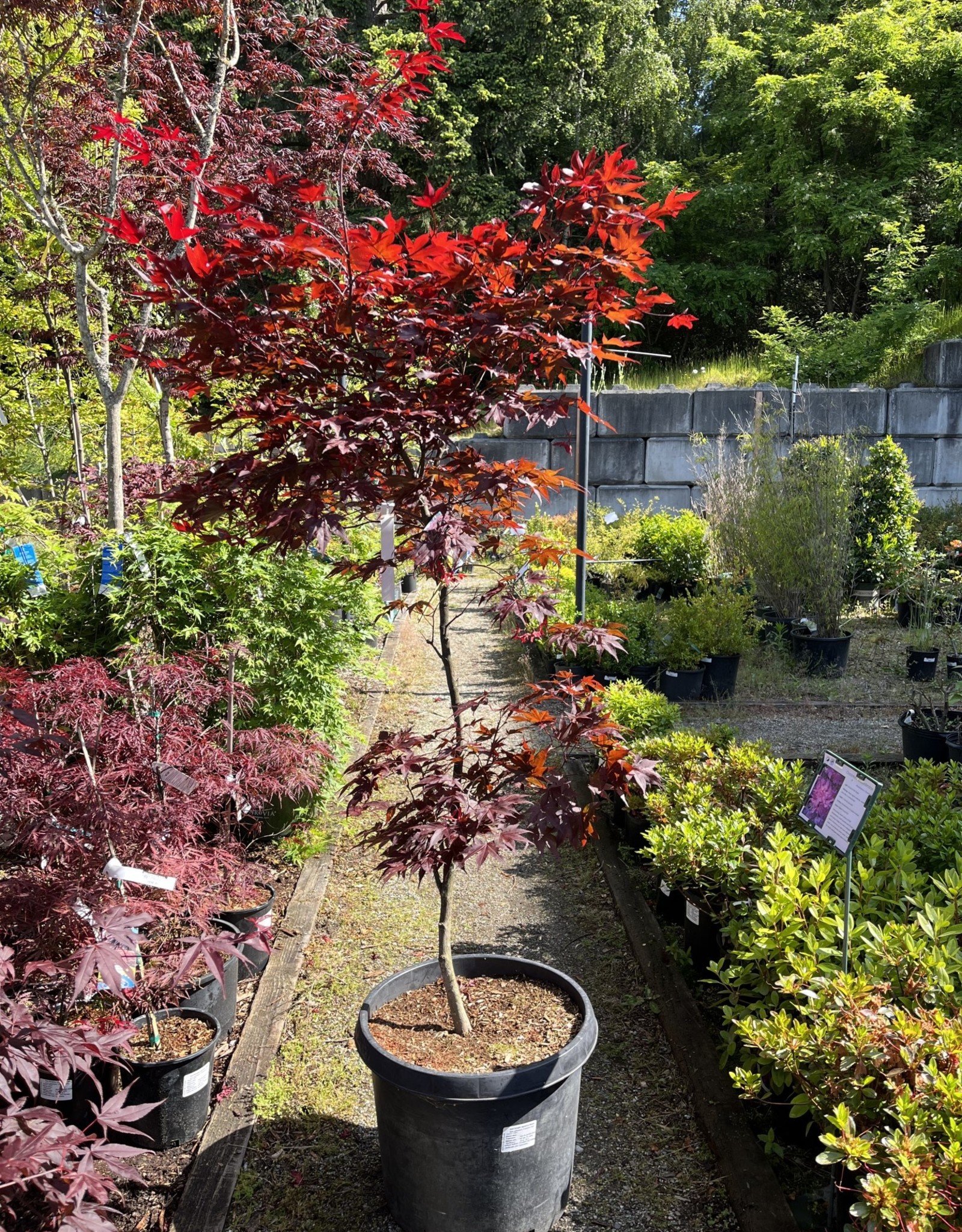 Acer palmatum Emperor One - Japanese Maple
