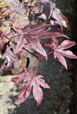 Japanese Maple Bloodgood