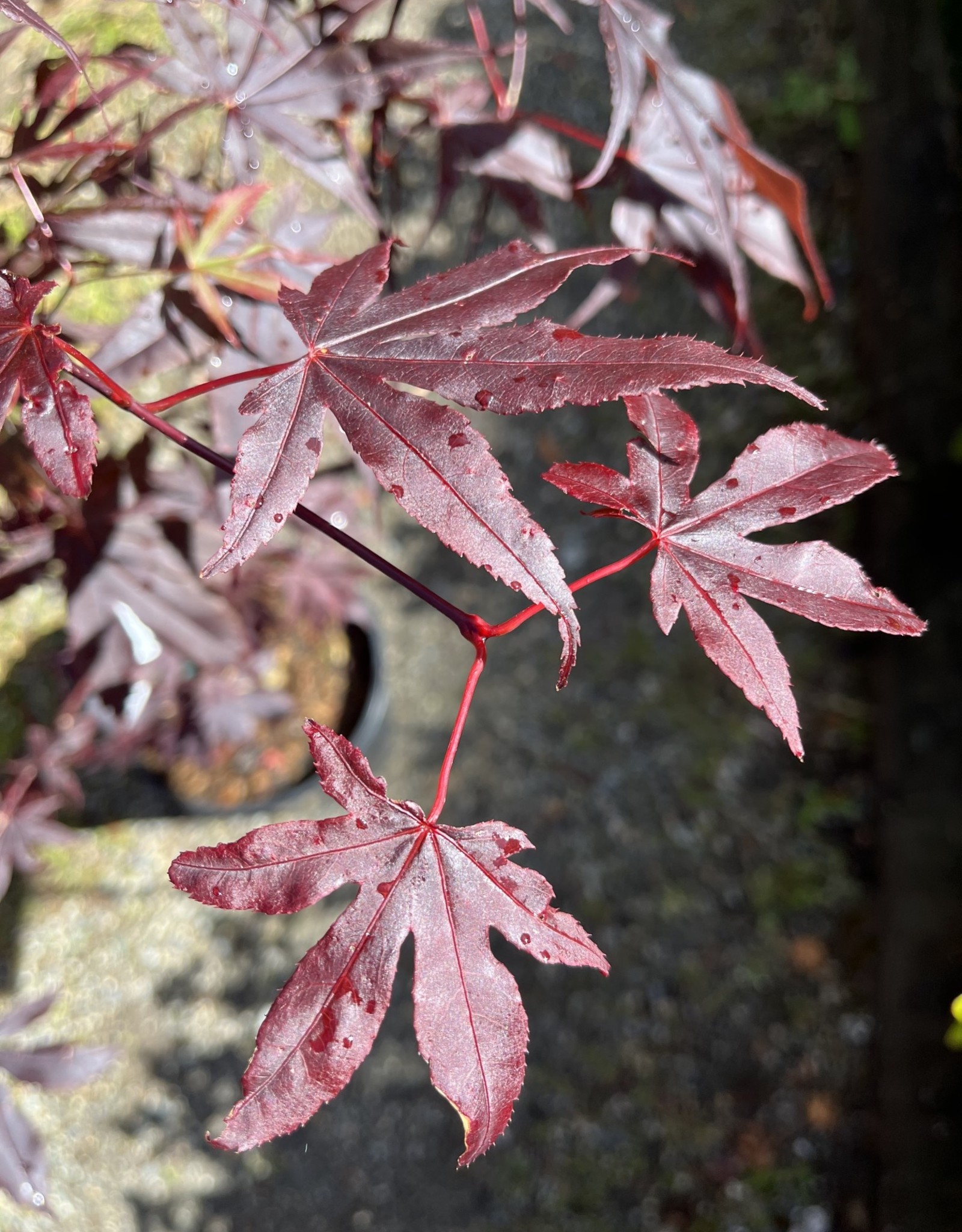 Japanese Maple Bloodgood