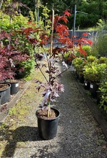 Japanese Maple Bloodgood