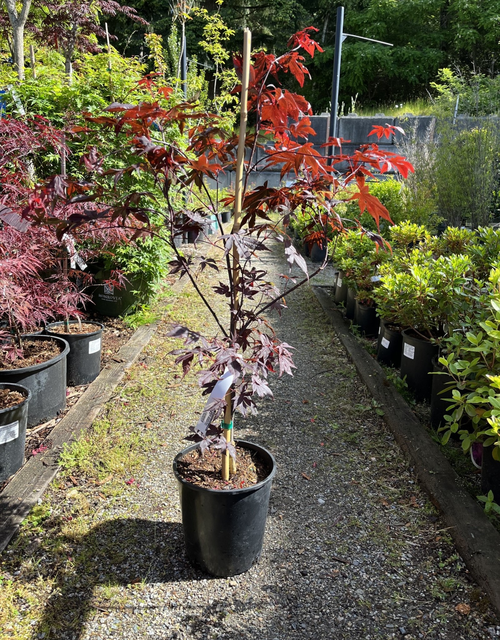 Japanese Maple Bloodgood