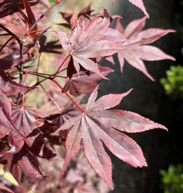 Japanese Maple Fireglow