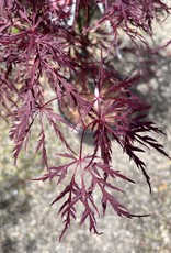 Japanese Maple Red Dragon