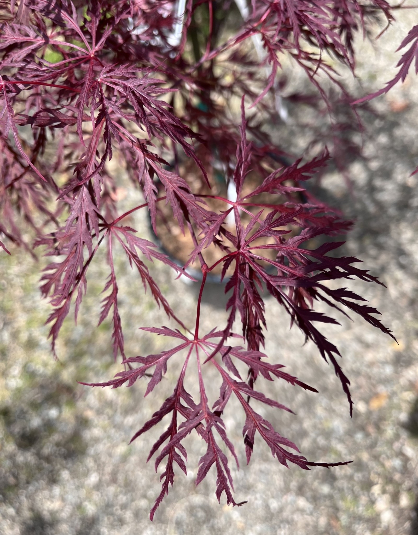 Japanese Maple Red Dragon