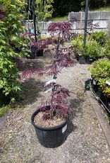 Japanese Maple Red Dragon