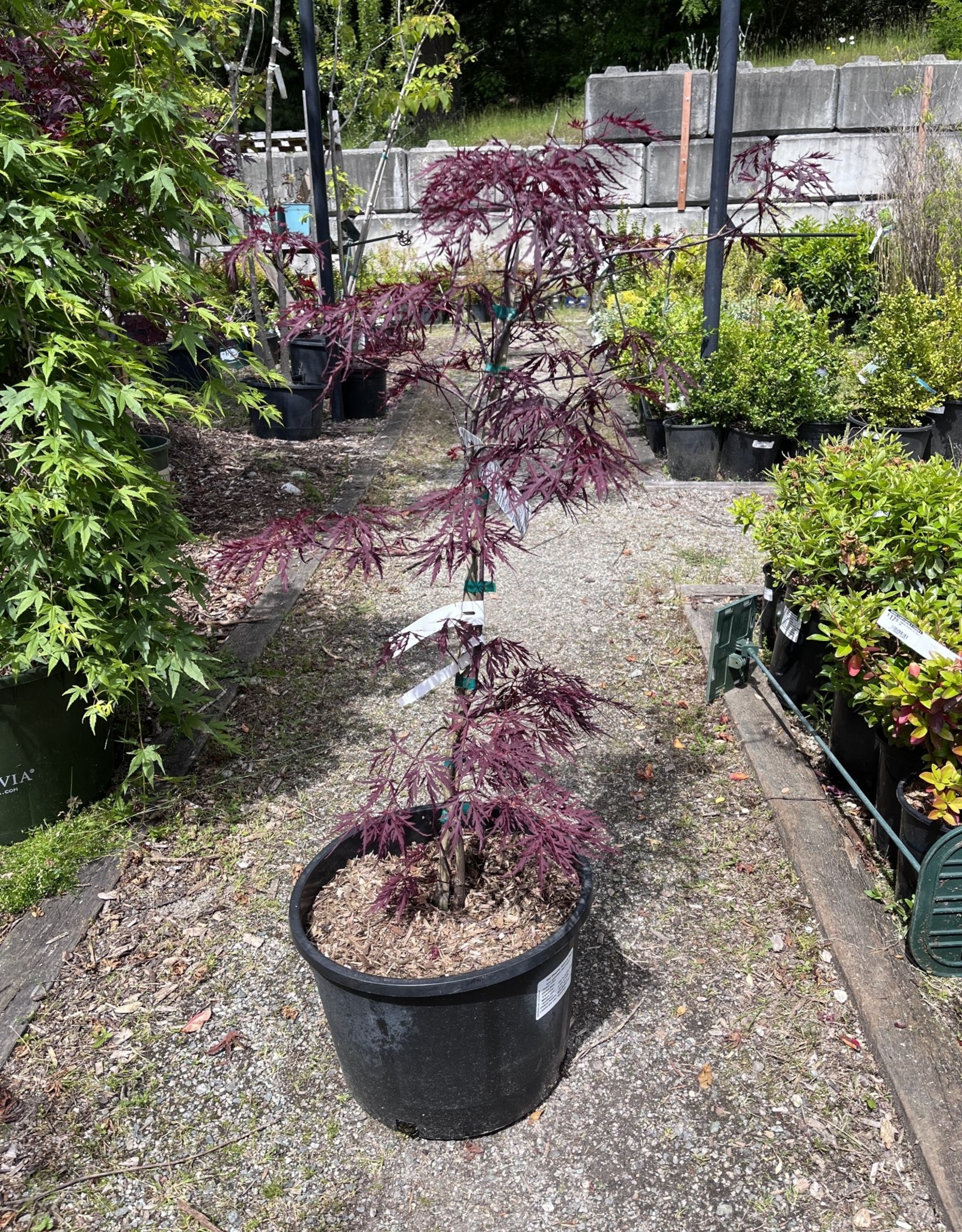 Japanese Maple Red Dragon