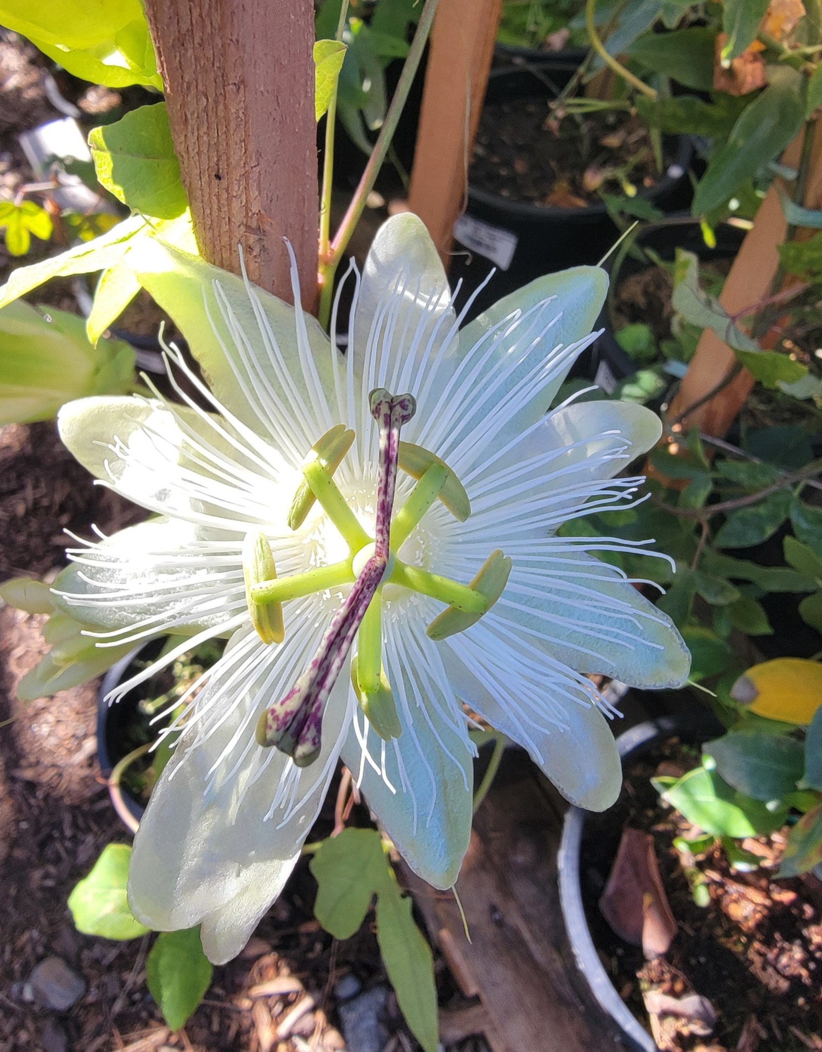 Passion Flower Snow Queen - Passiflora 1 Gal