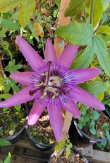 Passion Flower Lavander Lady - Passiflora caerulea 1 Gal