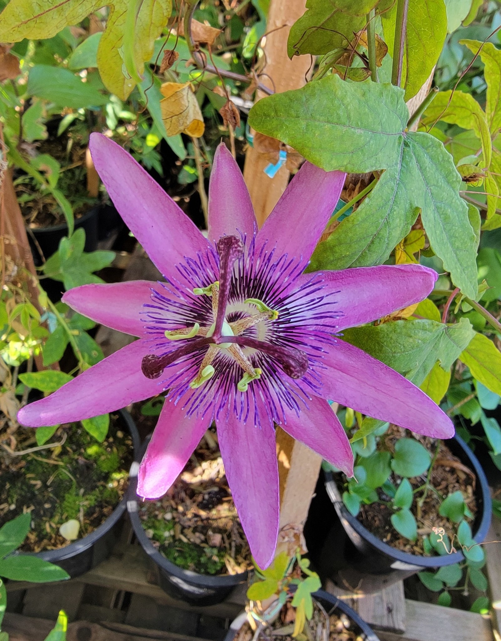 passiflora caerulea care