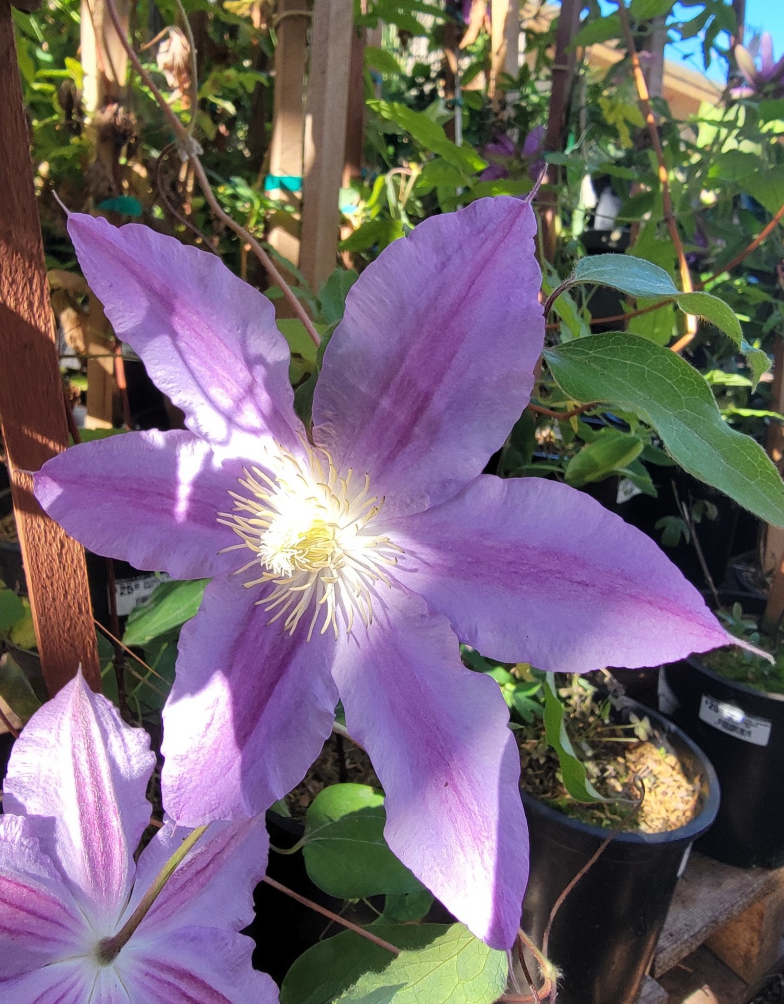 Clearview Clematis - Vancouver Sea Breeze 1 gal