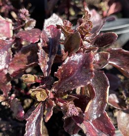 Sedum 'Mohrchen'