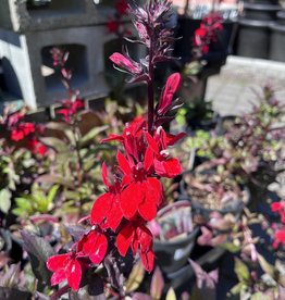 Lobelia Starship Scarlet 1 Gal