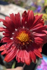 Gaillardia - Blanket Flower - Burgundy 1 gal
