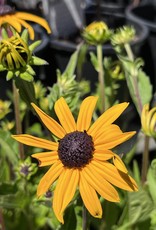 Rudebeckia Goldsturm 1gal