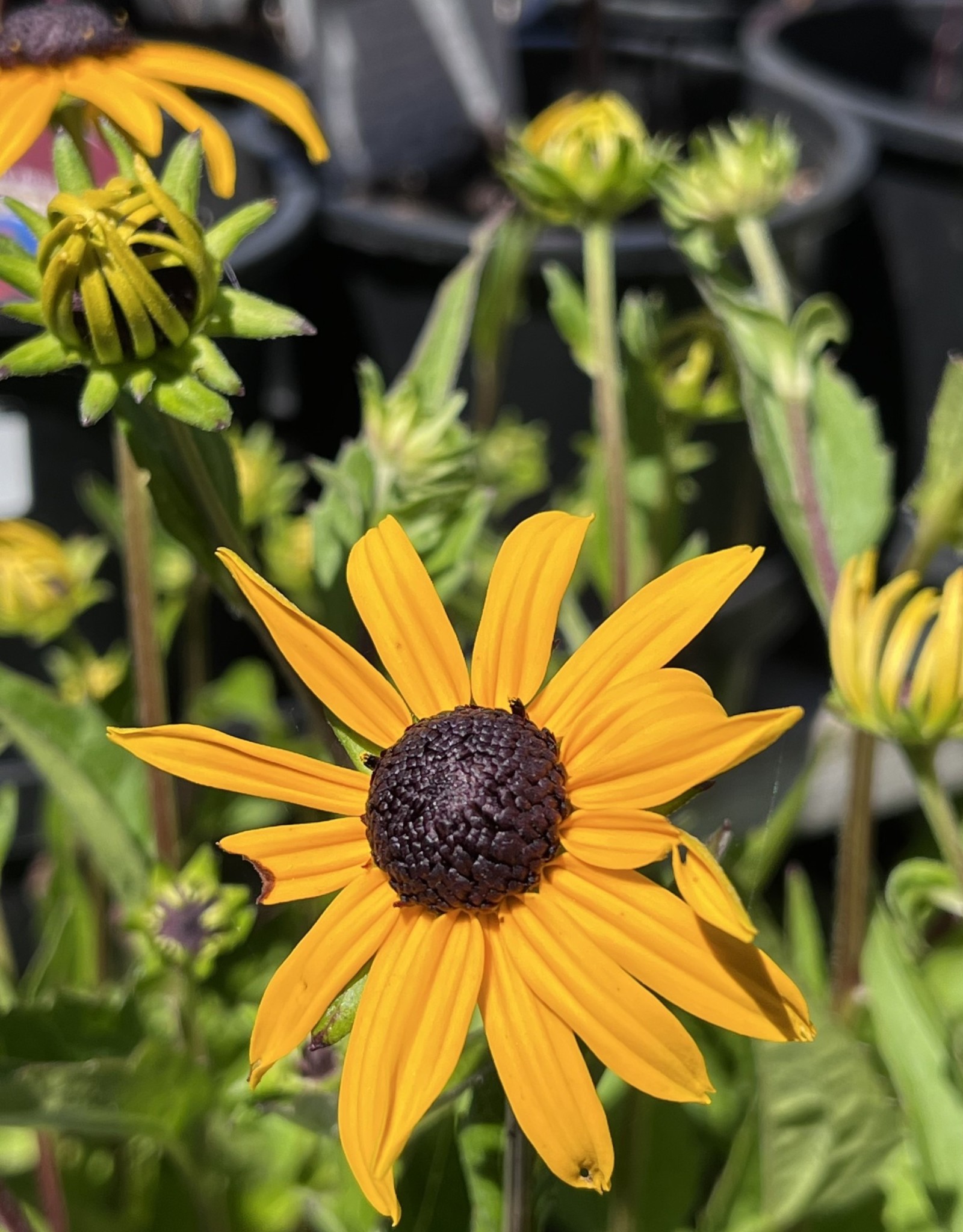 Rudebeckia Goldsturm 1gal