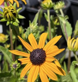 Rudebeckia Goldsturm 1gal