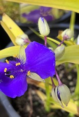 Spiderwort Sweet Kate 1 Gal