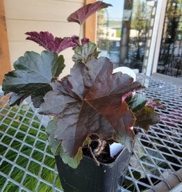 Coral Bells  - Heuchera - Purple Palace 4 inch