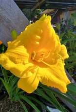 Daylily - Hemerocallis - Stella De Oro 1gal