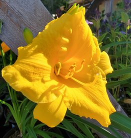 Daylily - Hemerocallis - Stella De Oro 1gal