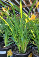 Daylily - Hemerocallis - Stella De Oro 1gal