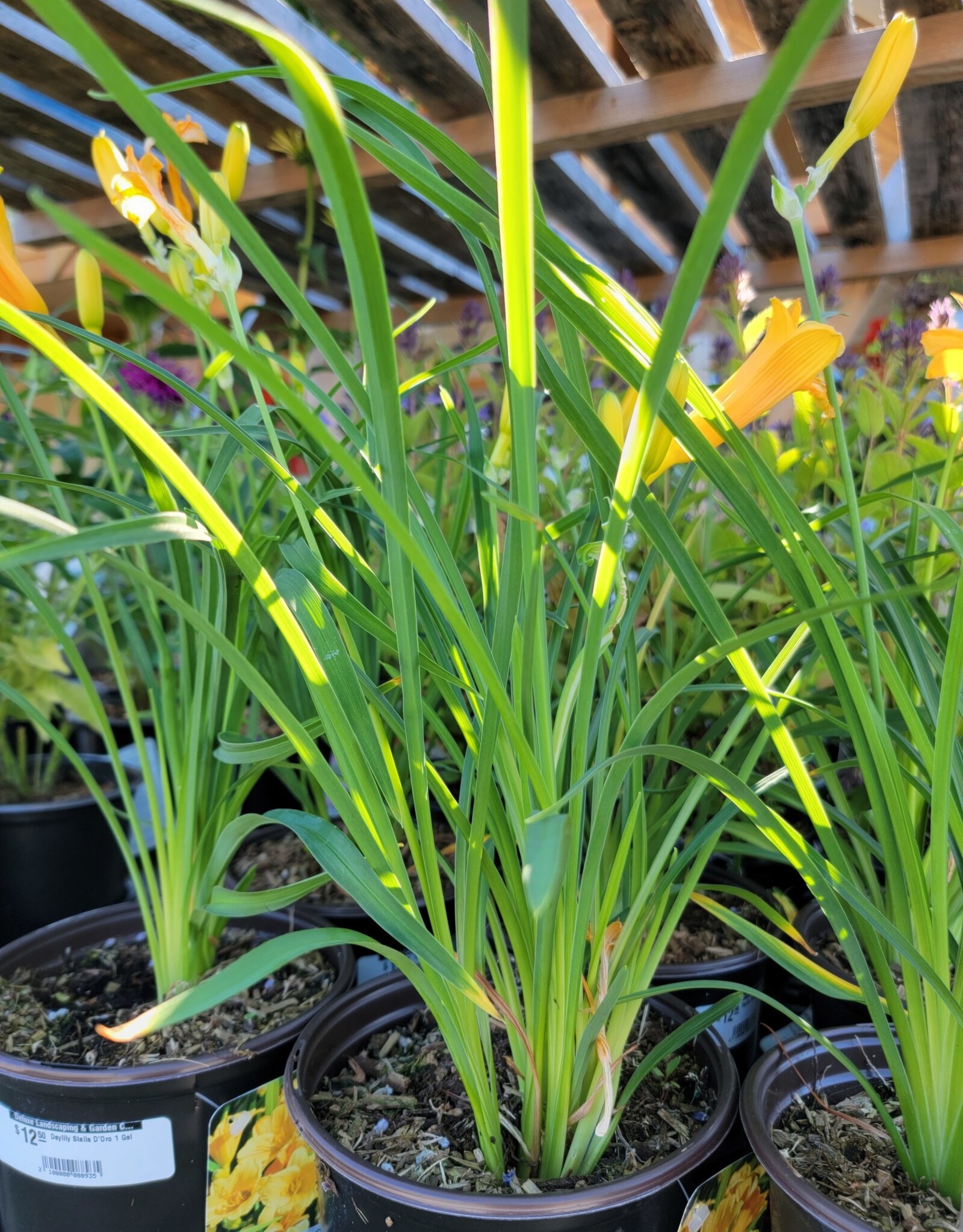 Daylily - Hemerocallis - Stella De Oro 1gal