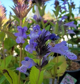 Catmint - Nepeta - Prelude Blue 1 Gal