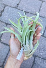 Air Plant