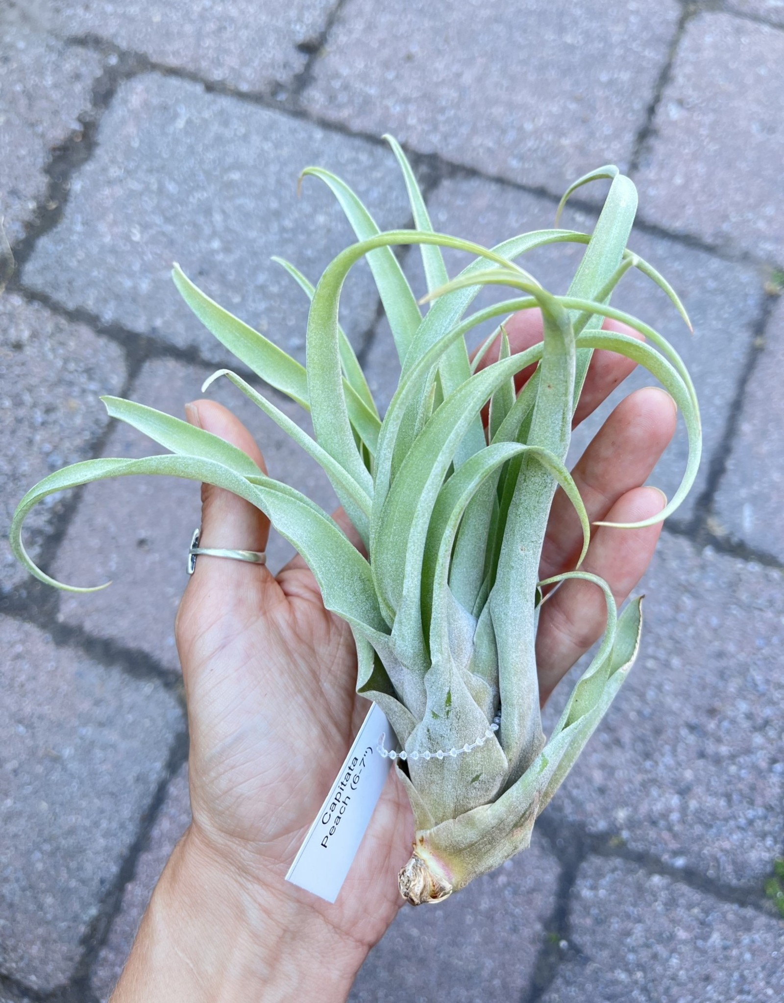 Air Plant